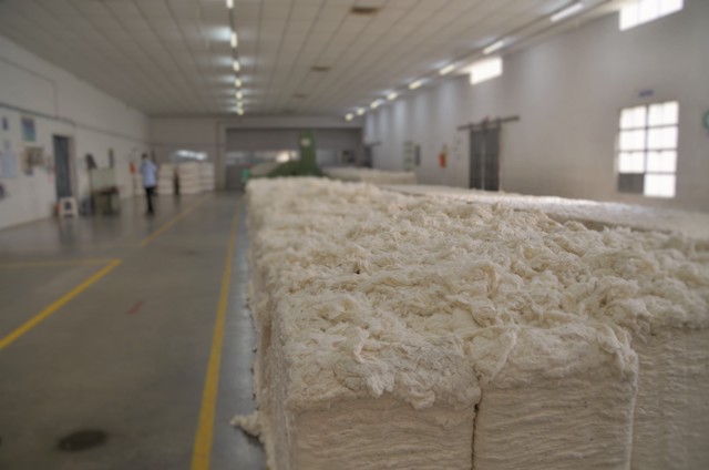 Organic Cotton